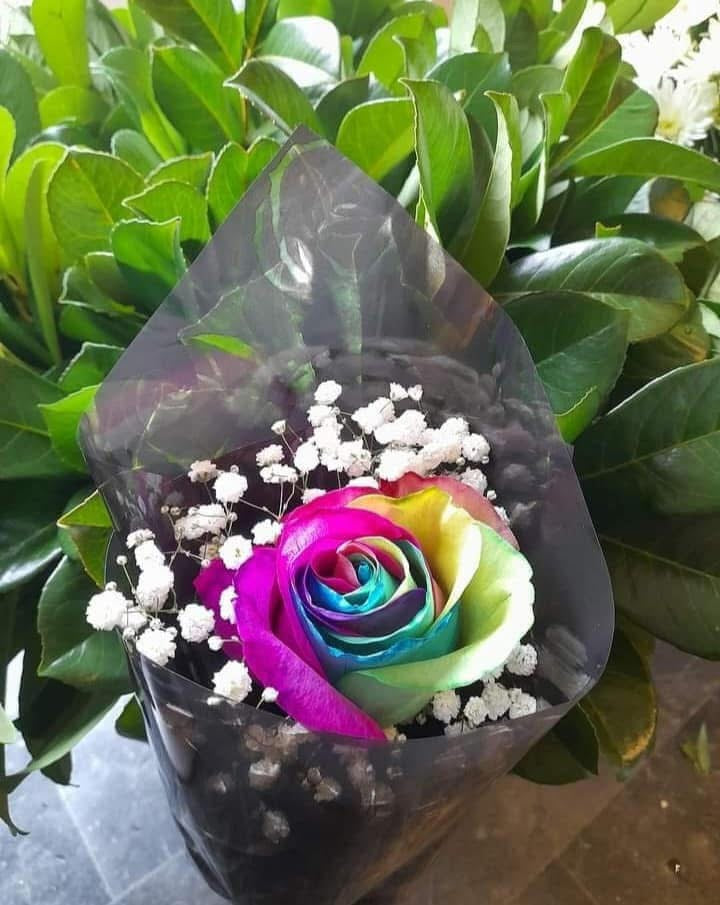 Single Rainbow Rose