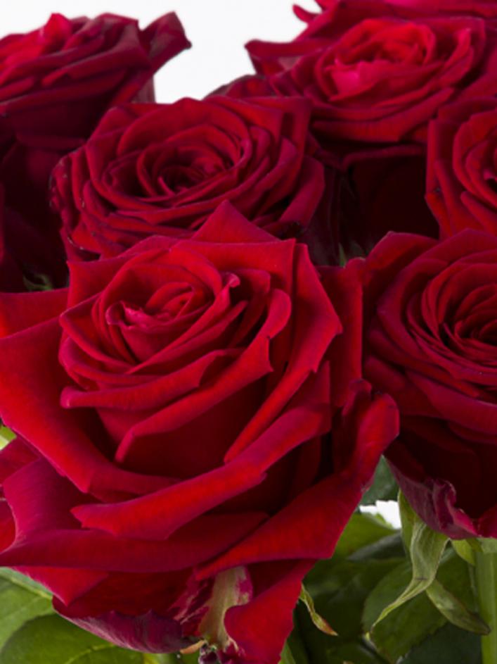 Flowers Lisburn - Valentines Day Luxury Red Roses 6 or 12