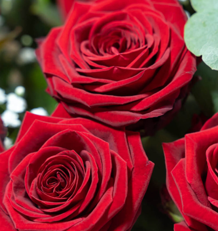 Premium Porta Nova Red Naomi